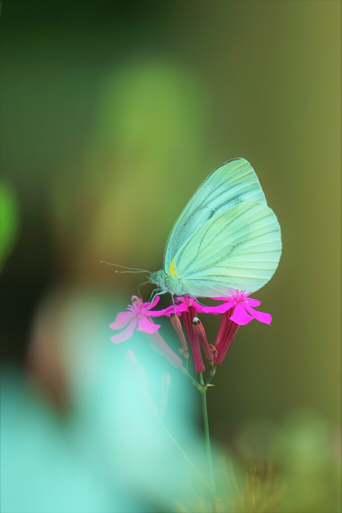 どう？　私きれいかしら
