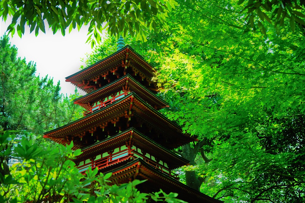 茅ケ崎　高砂緑地