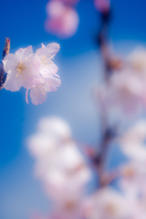 春めき桜　２