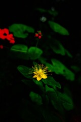 陽の出