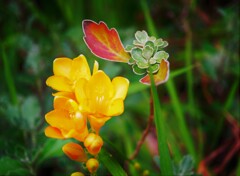 公園の草花その２