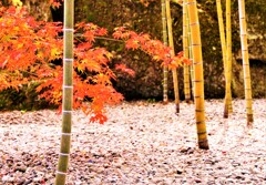 　箱根美術館園庭