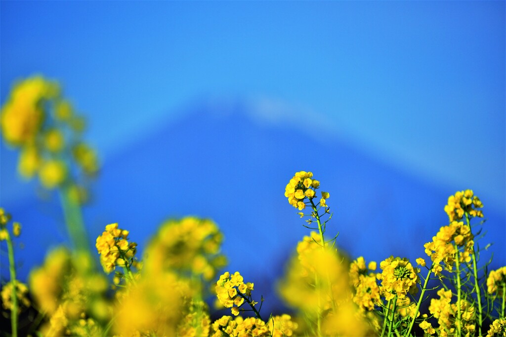 菜の花の匂い