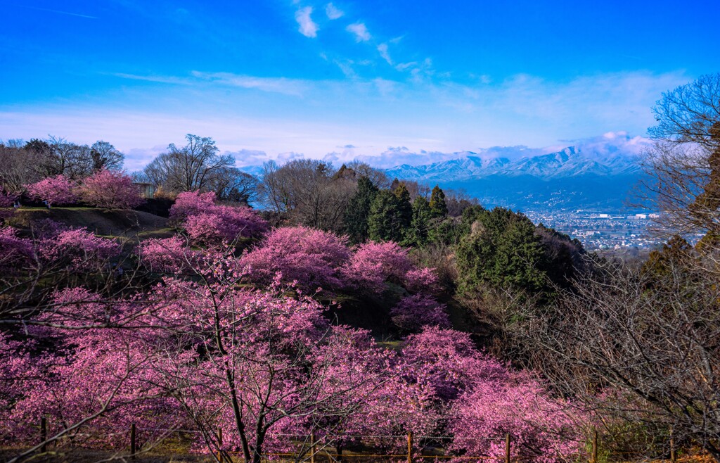 夢のさと
