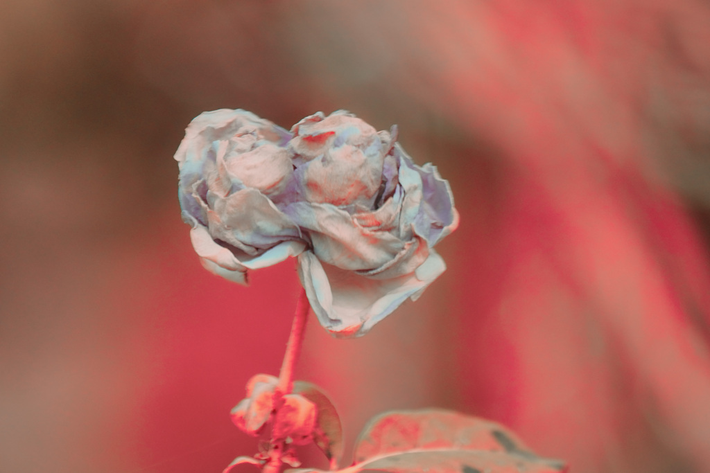 不思議なバラの花