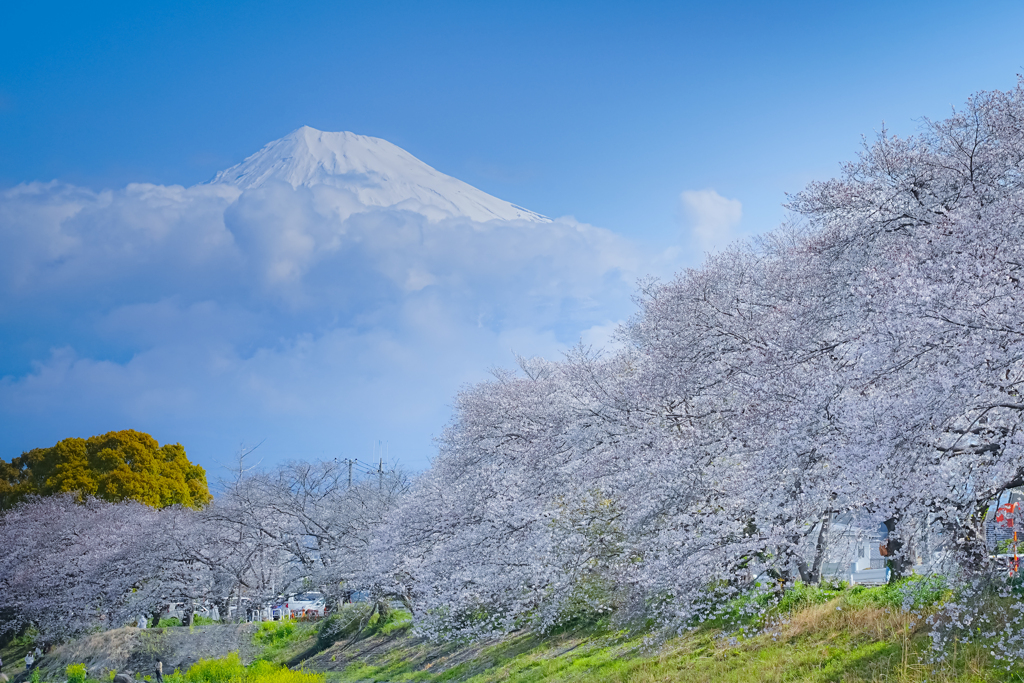 富士に桜