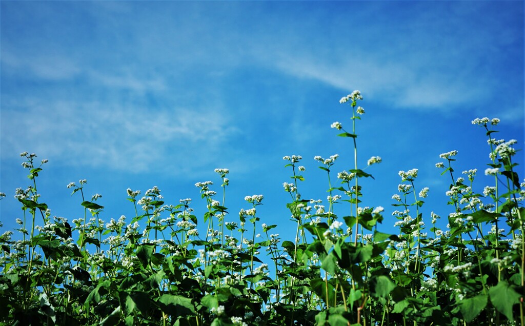 白馬・栂池高原　美味しい蕎麦の花　2019.9