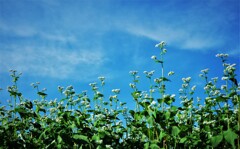 白馬・栂池高原　美味しい蕎麦の花　2019.9