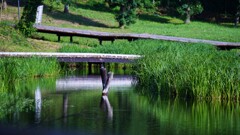 カワセミの湿地