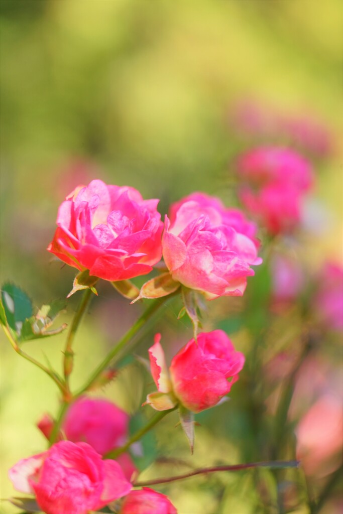 小さな、小さな野の花