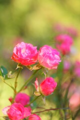 小さな、小さな野の花