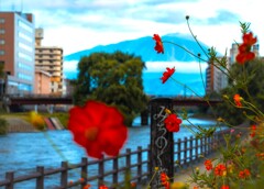 みちのくの山とコスモス
