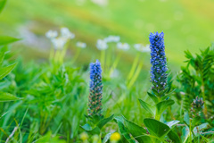天上のお花畑　2