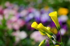 公園の草花　その１