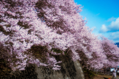 春めき桜　　３