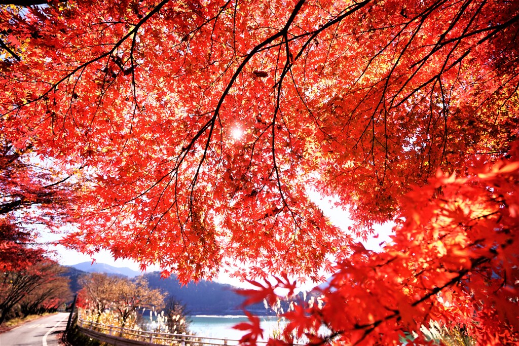 湖岸の散策　Ⅲ