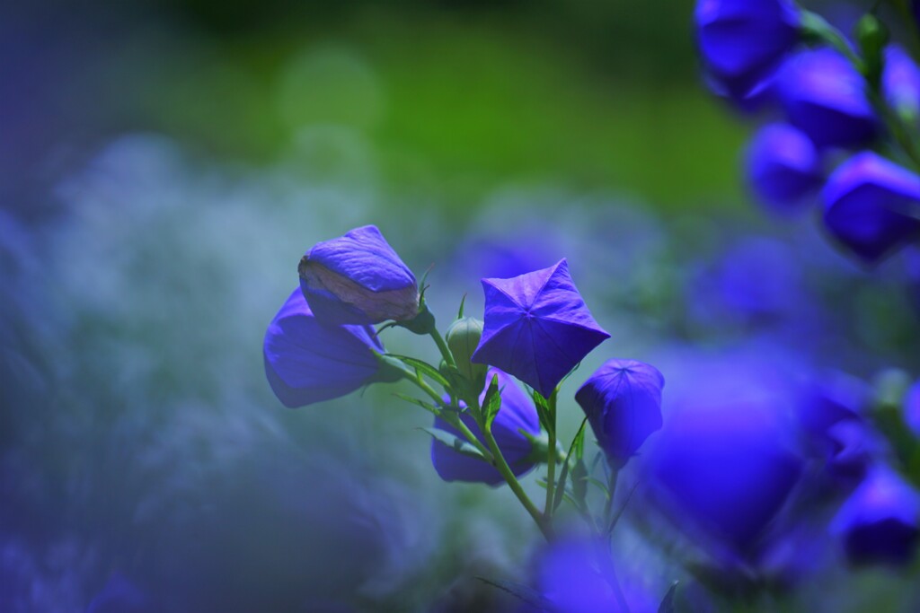 紙風船（桔梗）