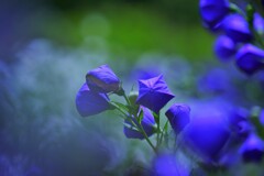 紙風船（桔梗）