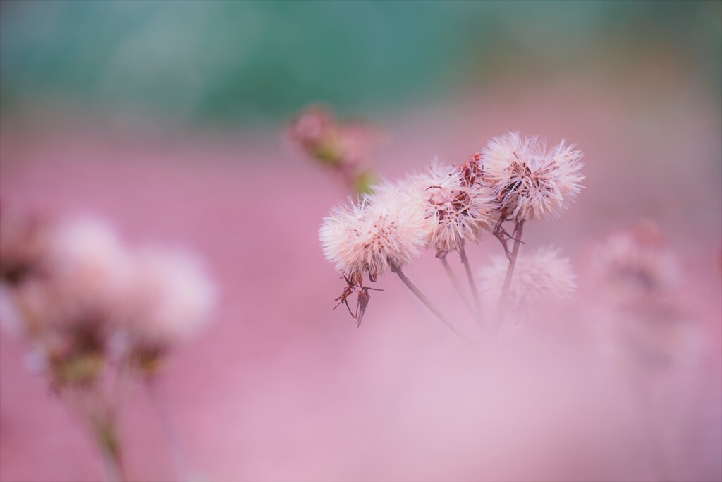 名前の知らない花