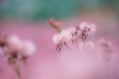 名前の知らない花