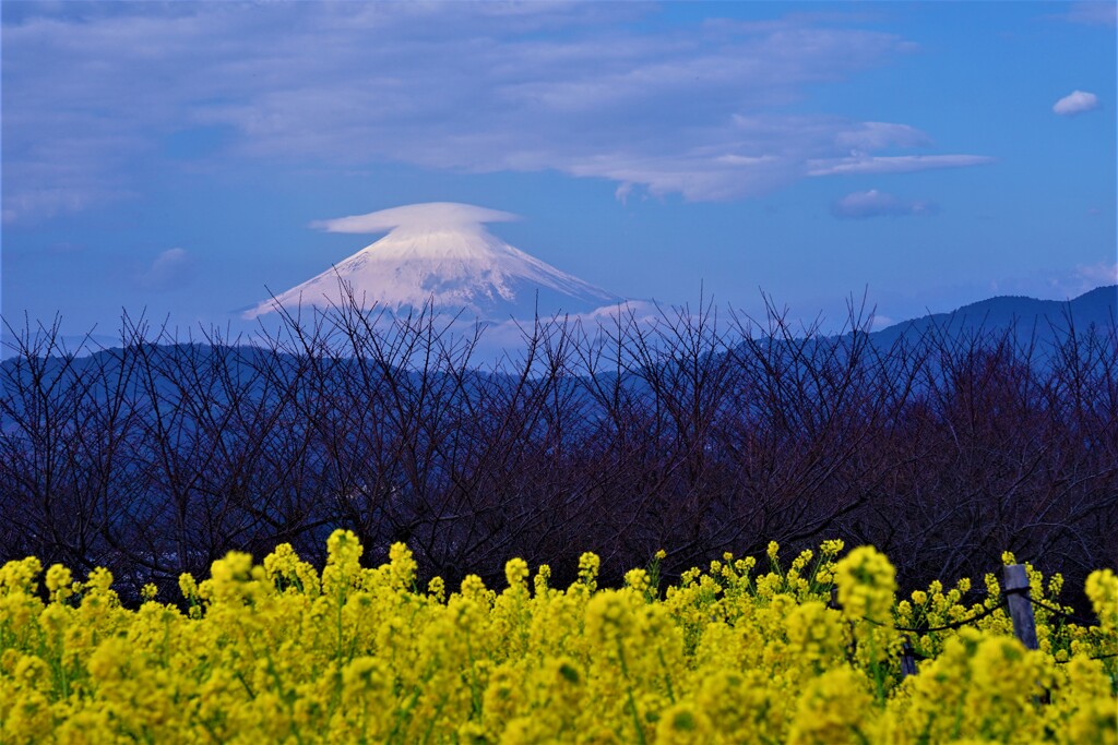 陽を浴びる菜の花