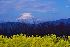 陽を浴びる菜の花