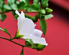 盛岡城址公園の花