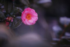 椿・・奥ゆかしく　Ⅱ