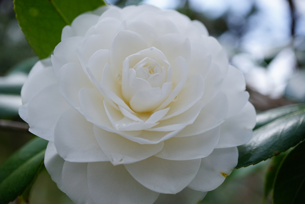 花びらの白い色は恋人の色
