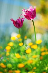 チューリップ・ファンシーフリル