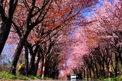 過ぎ去った時を追いかけて・・桜