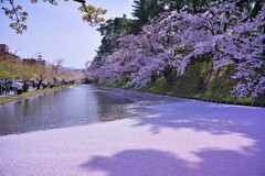 弘前公園　花筏