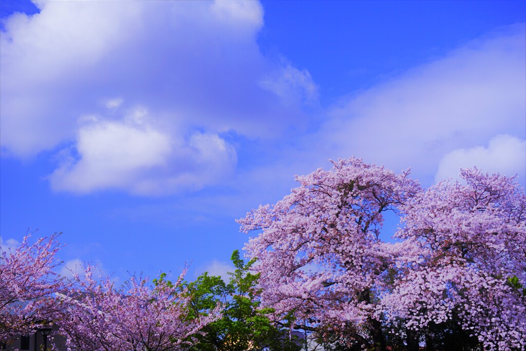 空に雲がぽっかりと、桜のびやかに
