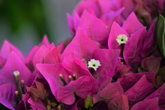 涼しげな愛らしい花