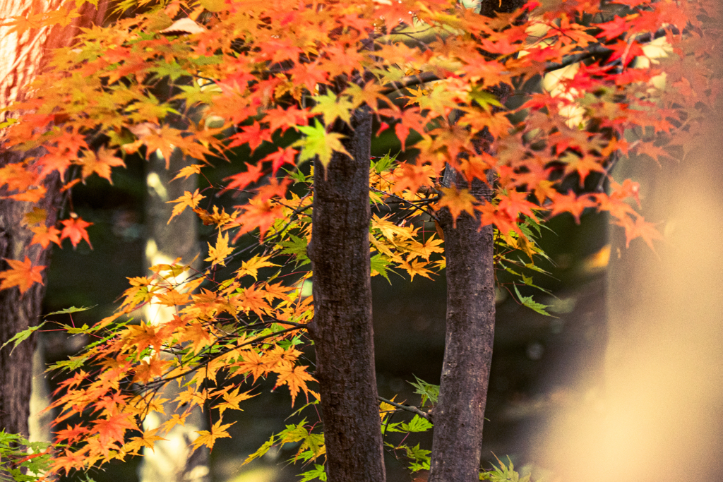 かさなる紅葉