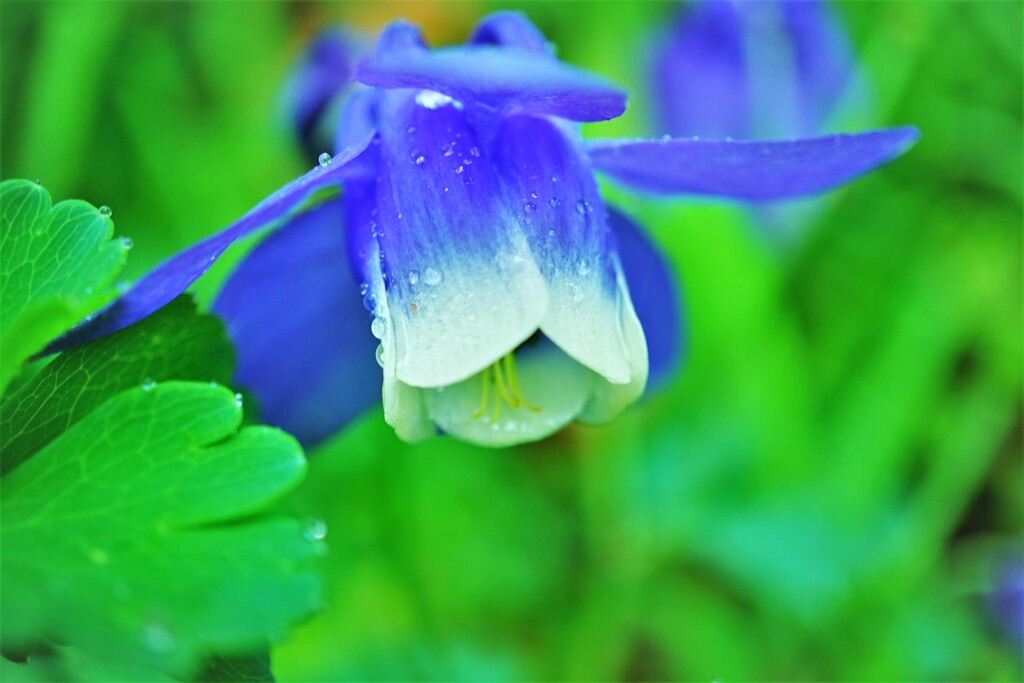 ブンブンのヘリコプター