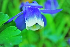 ブンブンのヘリコプター