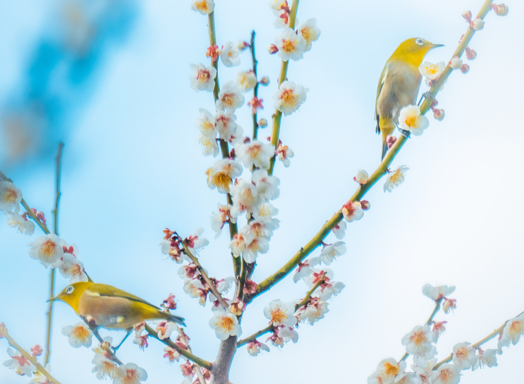 春うらら