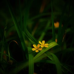 野辺の花