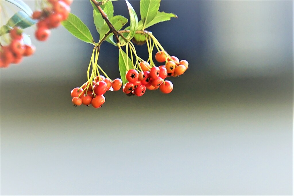 小さな秋み～つけた！
