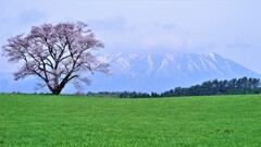 小岩井農場の一本桜