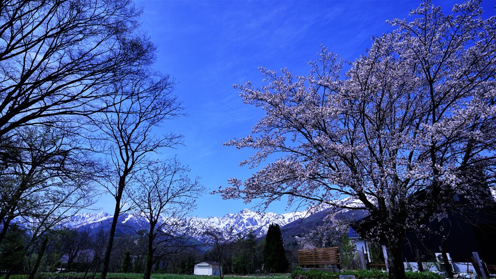 白馬村、春の息吹