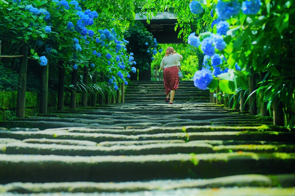 6月　明月院山門