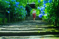 6月　明月院山門