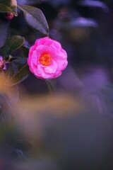 椿・・奥ゆかしく　Ⅰ