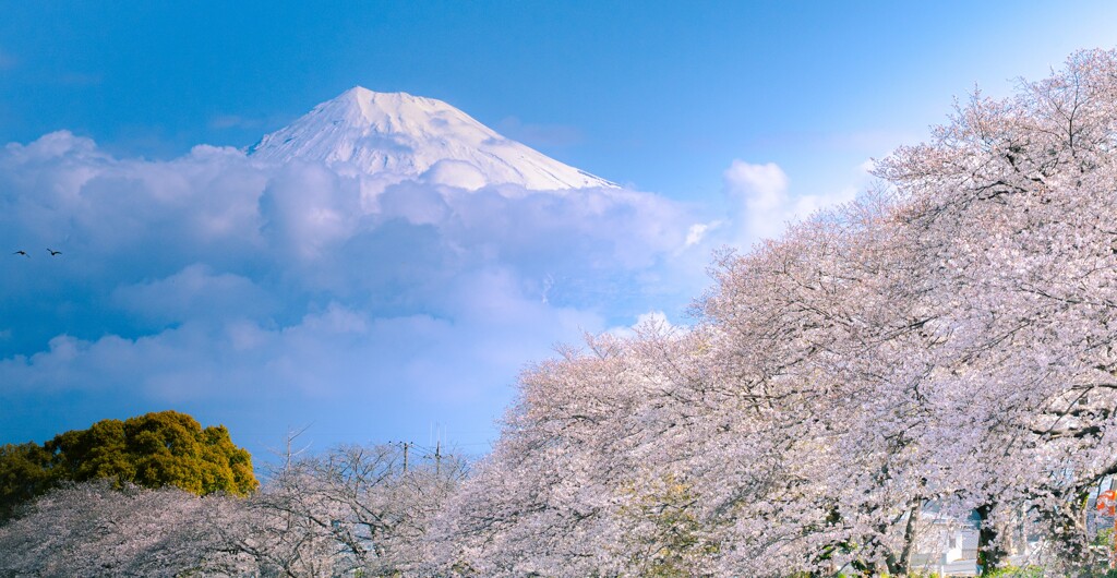 富士に桜  アッ野鳥も