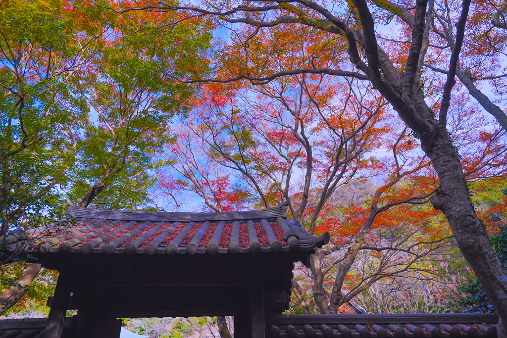 山門の彩