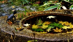 一条恵観山荘　波紋