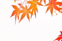 もみじ