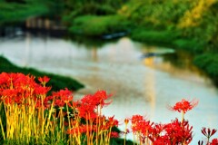 彼岸花の咲いている川土手